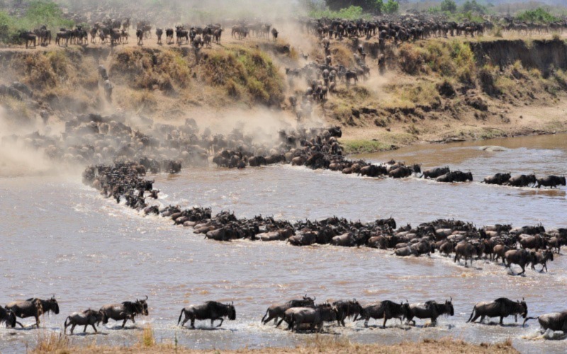 Serengeti Wildebeest Migration Safari Serengeti Wildebeest Migration Safari